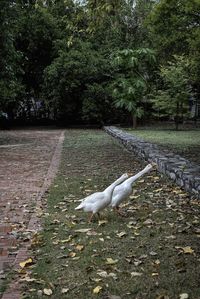 View of a bird on land