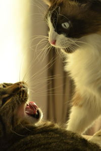 Close-up of cat looking away