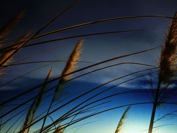 Low angle view of stalks against blue sky