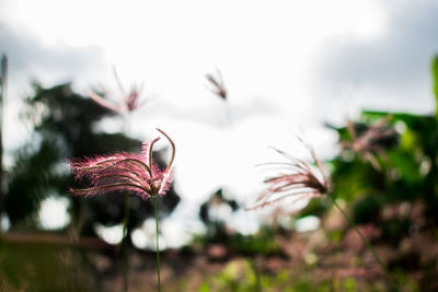 Close-up of wilted plant against blurred background