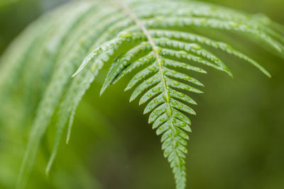 Close-up of fern leaves