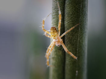 Close-up of spider on plant