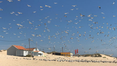 Birds flying above the sky