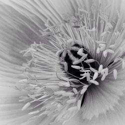 Close-up of flower