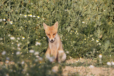 Juvenile red fox waiting for its siblings to show up