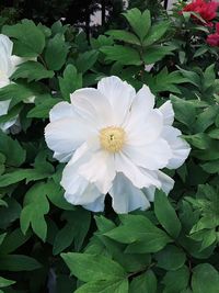 High angle view of white flowering plant