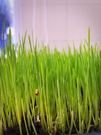 Close-up of plants growing on land