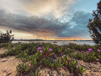 Purple flowering plants by sea against sky during sunset