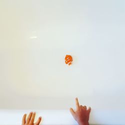 Cropped image of hand pointing towards clown fish on white background