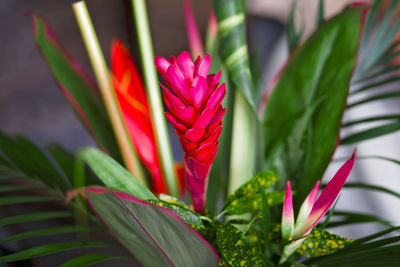 Close-up of pink flowering plant