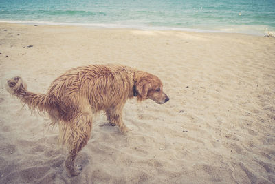 High angle view of dog at sandy beach