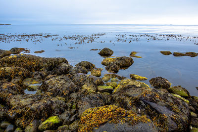 Pebble beach at low tide in north iceland at 66 parallel to tjornes near husavik in iceland