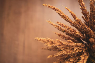 Close-up of stalks against the sky