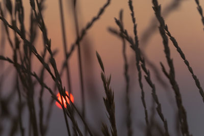 Close-up of plant against blurred background