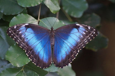 Close-up of butterfly perching on plant