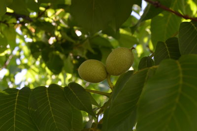 Low angle view of fruits growing on tree