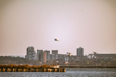 View of birds flying over buildings against sky