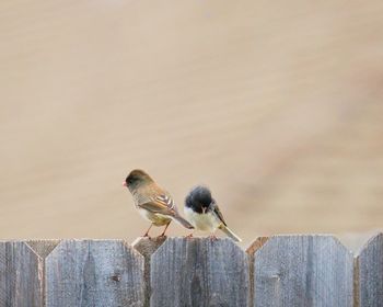 Close-up of bird perching on wood