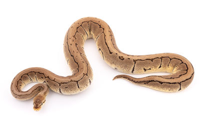 Close-up of a lizard on white background
