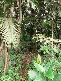 Close-up of palm trees in forest
