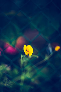 Close-up of yellow flowers