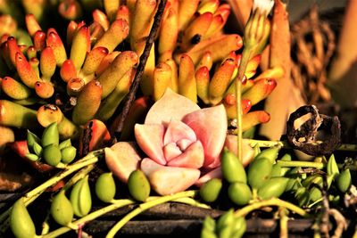 Close-up of succulent plant