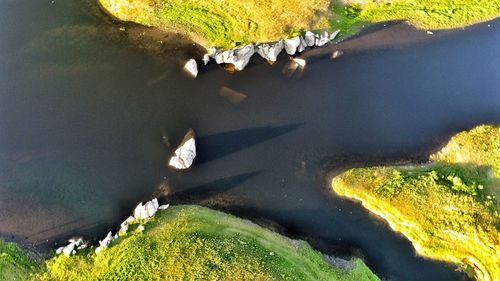 Close-up of plants by water