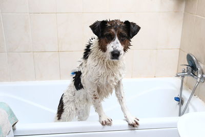 Portrait of dog in bathroom