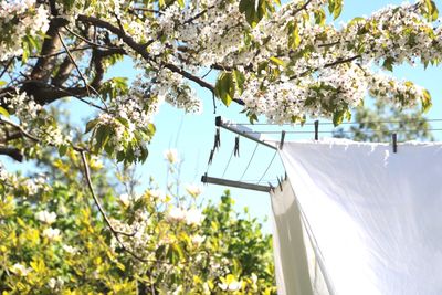 Low angle view of flowering tree