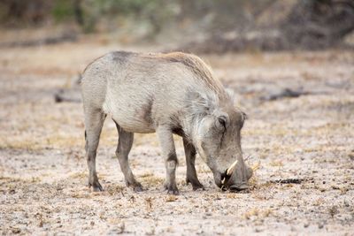  warthog walking in a field