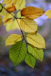 Close-up of yellow leaves