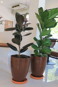 Close-up of potted plant on table at home