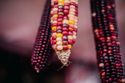 Close-up of multi colored hanging