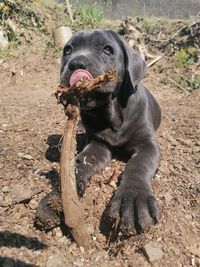 Portrait of black dog on land