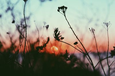 Close-up of plants at sunset