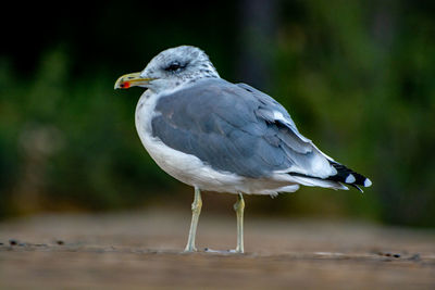 Close-up of seagull perching on a land