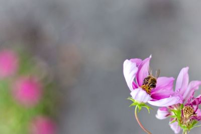 Close-up of bee pollinating on pink cosmos flower