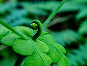 Close-up of green leaf