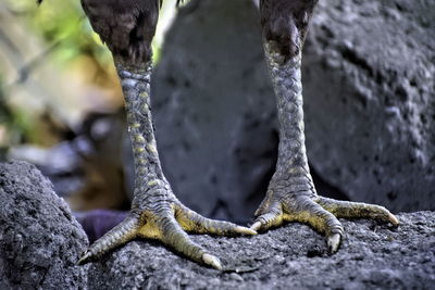 Closeup view of legs of a rooster on a cement bruck