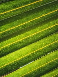 Full frame shot of palm leaf
