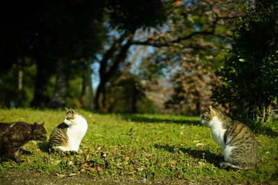 Cat living in nagahama-jo castle park at cherry blossom season