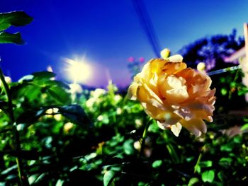 Close-up of yellow flowering plant against sky