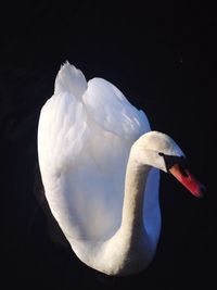 Bird flying over lake