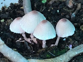 High angle view of mushrooms growing on field