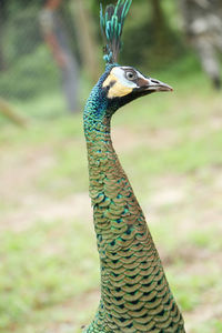 Close-up of peacock