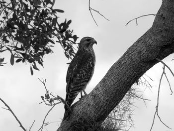 Low angle view of bird perching on tree against sky