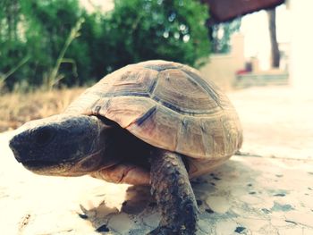 Close-up of a turtle