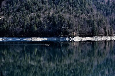 Scenic view of lake in forest