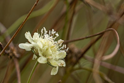 Close-up of white flowering plant