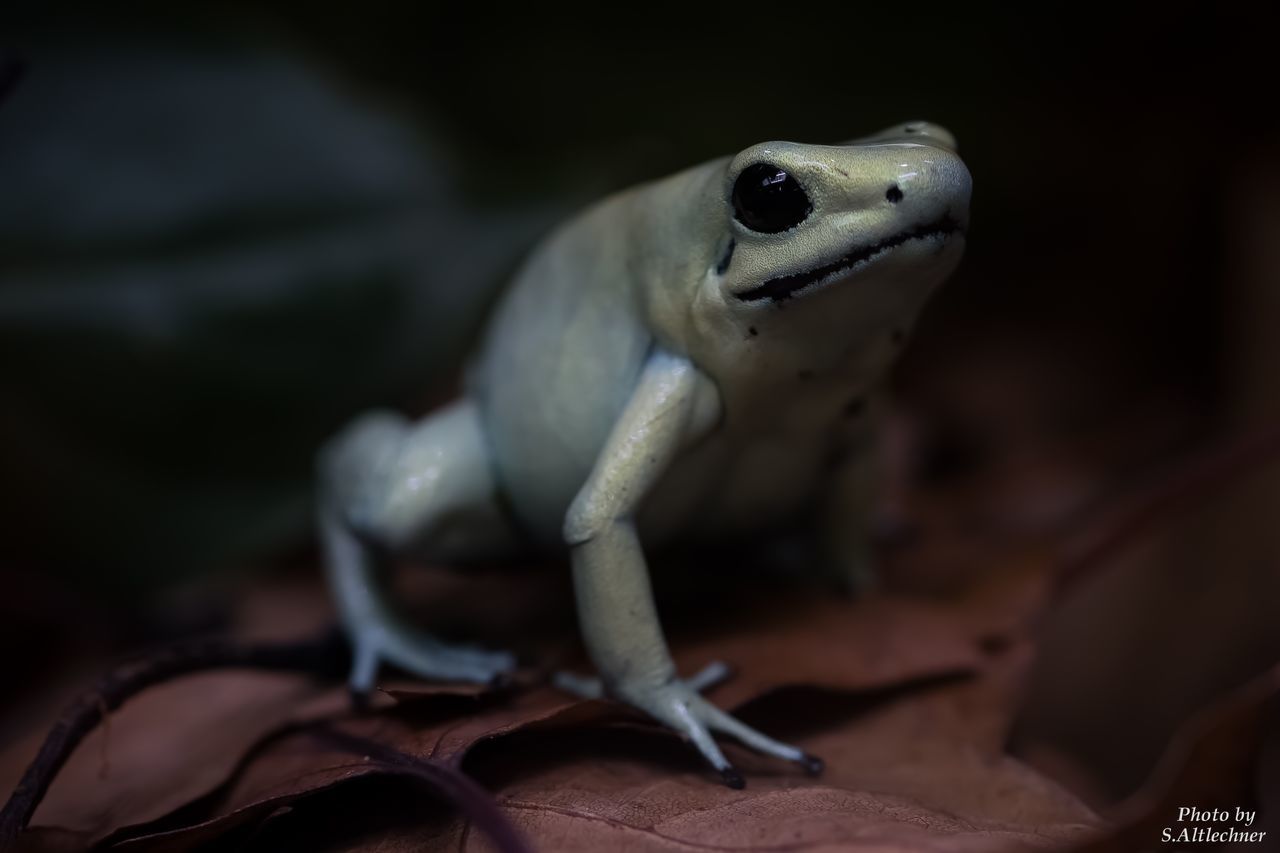 one animal, animal themes, animals in the wild, close-up, animal wildlife, reptile, lizard, gecko, no people, nature, outdoors, day